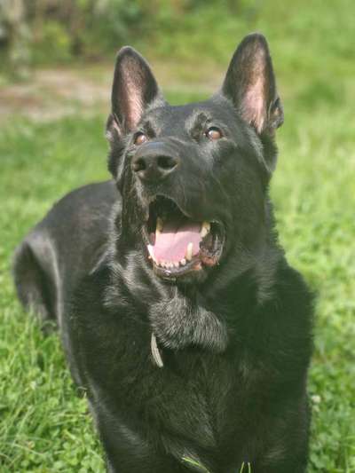 Wie kamst du zu deinem Hund?-Beitrag-Bild