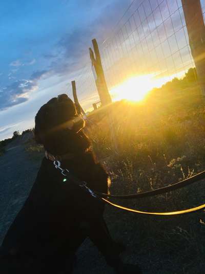 Die Dogorama Kalender Challenge 4/4-Beitrag-Bild