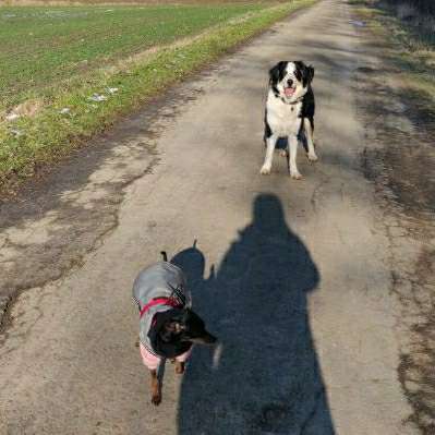 Hundetreffen-Steinbergrunde Markoldendorf-Bild