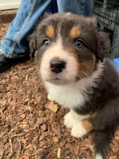 Wartezeit auf Welpen-Beitrag-Bild