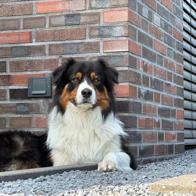 Hundetreffen-Treffen zum Spielen und Gassi gehen-Bild