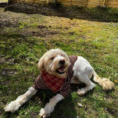 Hundetreffen-Sonnenschein sucht Spielfreunde🩷-Bild