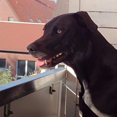 Hundetreffen-Social Walk für starken Leinenpöbler mit Maulkorb-Bild
