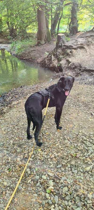 Auslandstierschutz-Beitrag-Bild