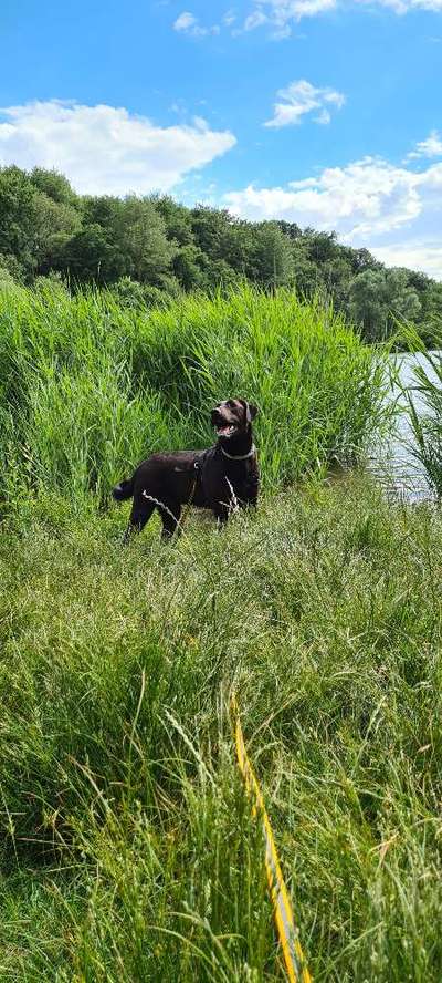 Auslandstierschutz-Beitrag-Bild