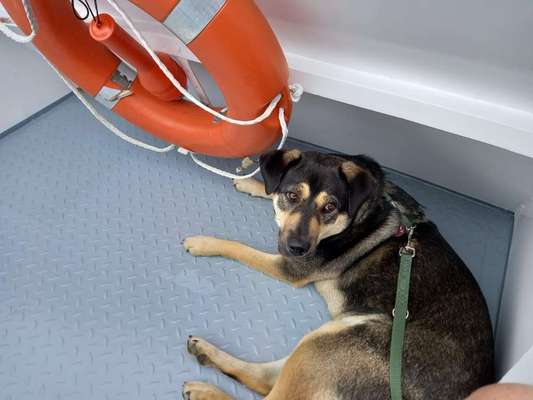 Die Dogorama Wochen Challenge: “Dein Hund im Urlaub”-Beitrag-Bild