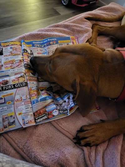 Rhodesian Ridgeback-Beitrag-Bild