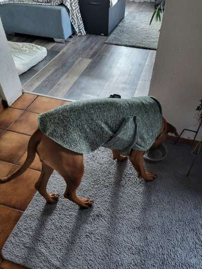 Rhodesian Ridgeback-Beitrag-Bild