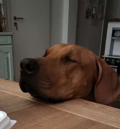 Rhodesian Ridgeback-Beitrag-Bild