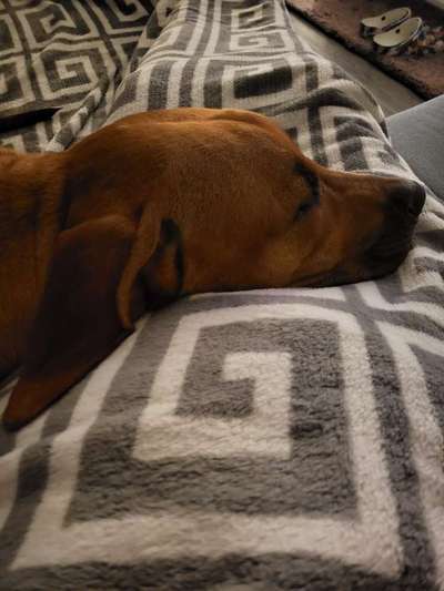 Rhodesian Ridgeback-Beitrag-Bild