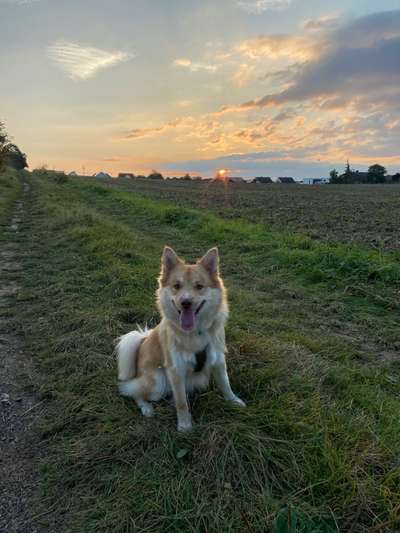 Nordische Hunde-Beitrag-Bild