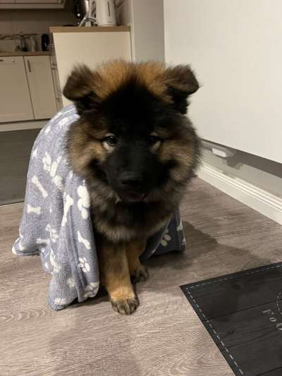 Eurasier hier?-Beitrag-Bild