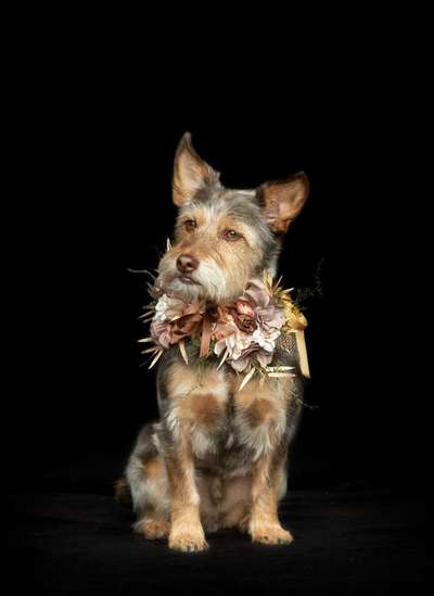 Die Dogorama Kalender Challenge Teil 3/4-Beitrag-Bild