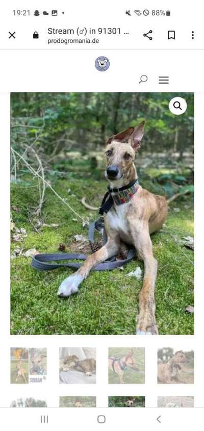 Tierschutzhunde suchen ein Zuhause-Beitrag-Bild