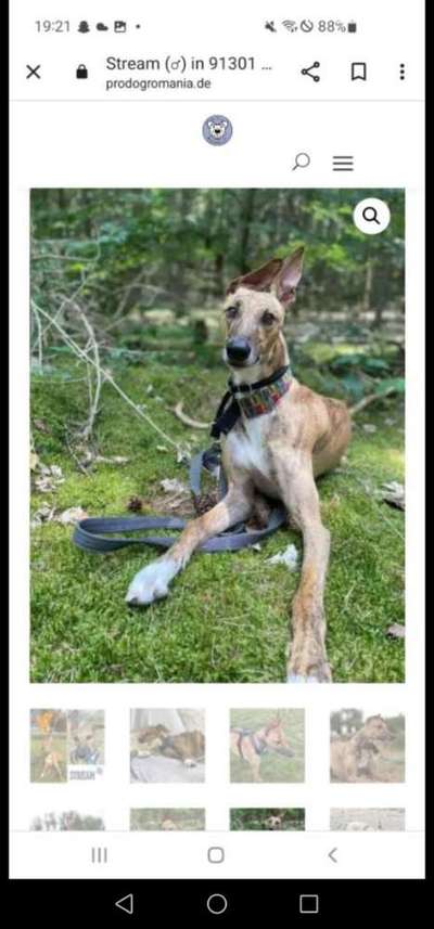 Tierschutzhunde suchen ein Zuhause-Beitrag-Bild