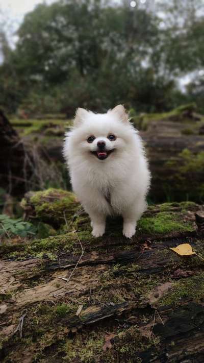 Hundetreffen-Hundebegegnungen üben.-Bild