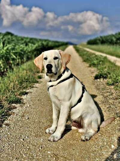 Labradorfans-Beitrag-Bild