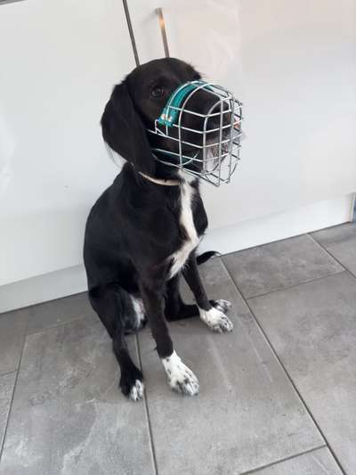 Wie sitzt mein Maulkorb / Maulkorb-Beratung-Beitrag-Bild