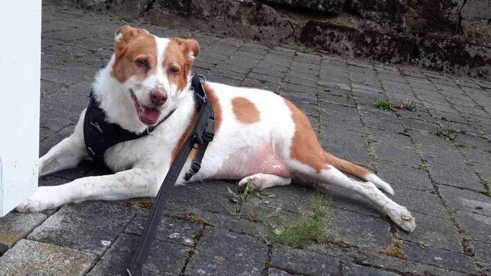 Unsere Fellnasen-Vielfalt im Überblick!-Beitrag-Bild