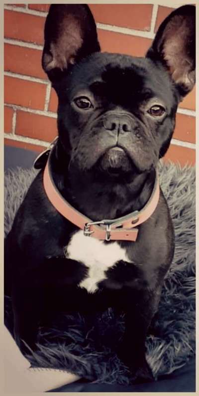 Französische Bulldoggen-Beitrag-Bild