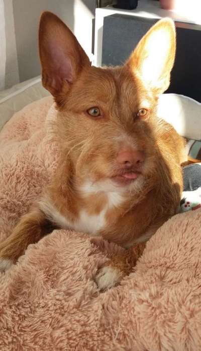 Hund aus dem Spanischen Tierschutz-Beitrag-Bild