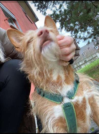 Podencomischling oder Podenco-Beitrag-Bild