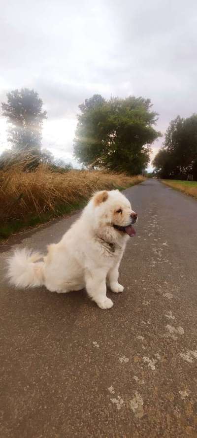 Hundetreffen-Gassi Treffen-Bild