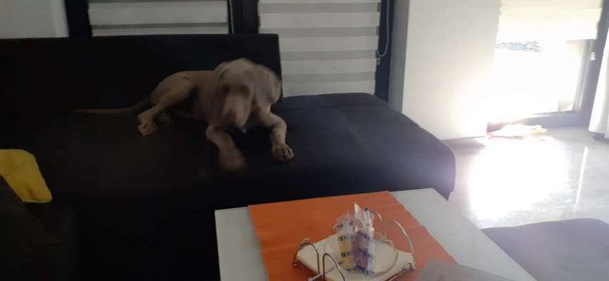 Weimaraner-Beitrag-Bild