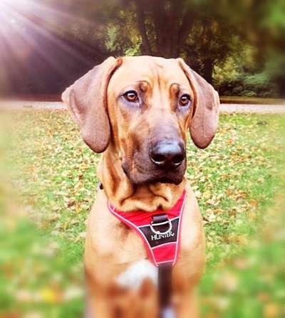 Dogorama Photo Challenge - Hundeblick zum hinschmelzen-Beitrag-Bild