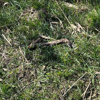 Giftköder-Rehbein-Bild