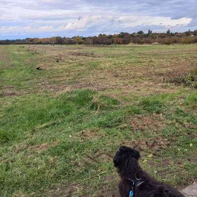 Hundetreffen-Spielfreunde gesucht-Bild