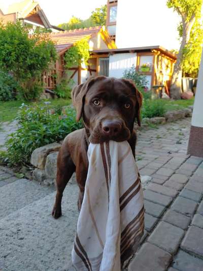 Zeige das lustigste Bild eures Hundis-Beitrag-Bild