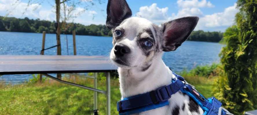 Hundetreffen-Gassirunde-Bild