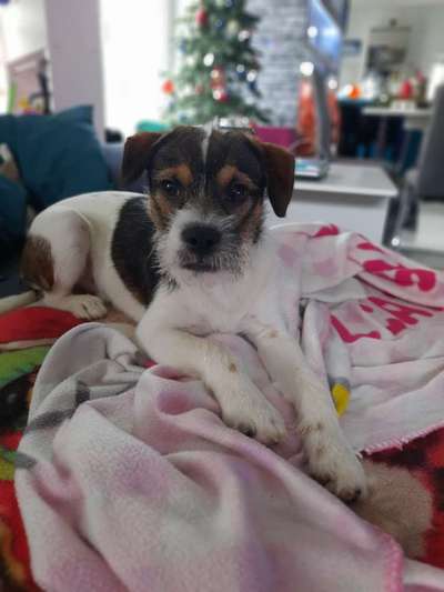 Hundetreffen-Gassi und Spielrunde nach Absprache-Bild