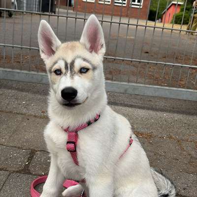 Hundetreffen-Welpentreff-Bild