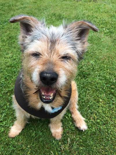 euer ältester Hund ?-Beitrag-Bild