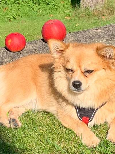 Mischlingshunde Foto Aufruf-Beitrag-Bild