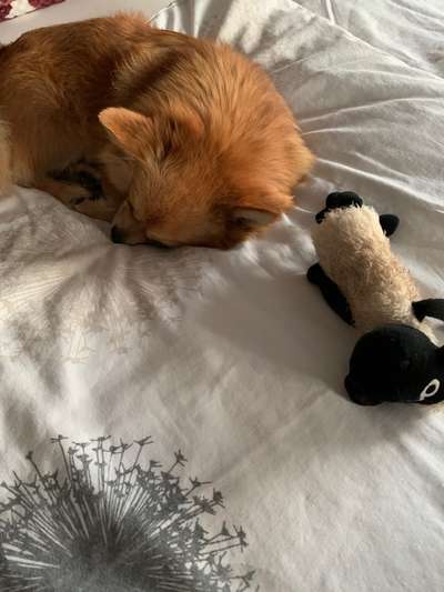 Der Lieblingsplüschi eures Vierbeiners-Beitrag-Bild