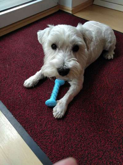 Du weißt, du hast einen Hund wenn...-Beitrag-Bild