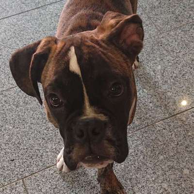 Hundetreffen-Spiel und Gassirunde