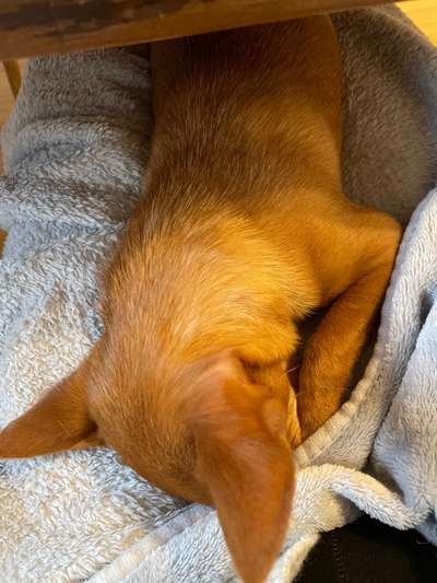 Wo sind die Chihuahua Besitzer ?-Beitrag-Bild