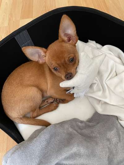 Wo sind die Chihuahua Besitzer ?-Beitrag-Bild