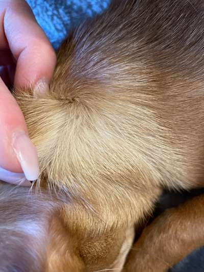 Wo sind die Chihuahua Besitzer ?-Beitrag-Bild