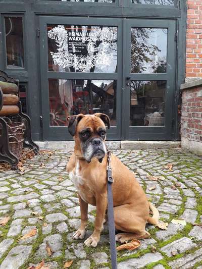 Boxer ???-Beitrag-Bild