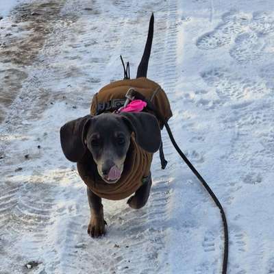 Hundetreffen-Dackelfreund gesucht-Bild