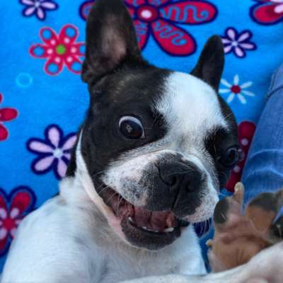 Französische Bulldoggen-Beitrag-Bild