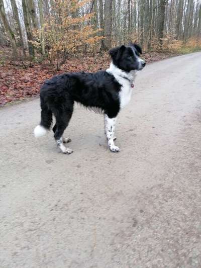 Gibt's hier noch mehr Border Collies???-Beitrag-Bild