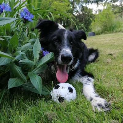 Hundetreffen-Hundekumpels gesucht zum spielen und um die Bäume ziehen...-Bild