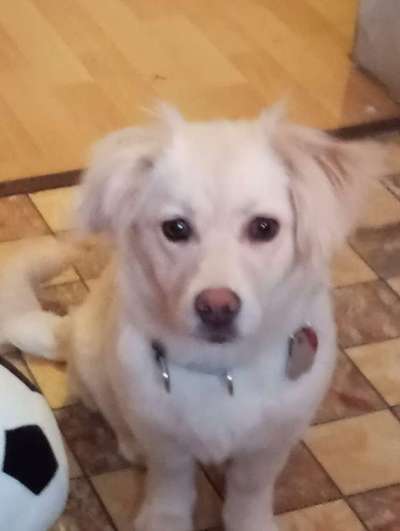 TierschutzhundeStammtisch🐕-Beitrag-Bild