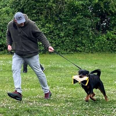 Hundetreffen-Spaziergänge